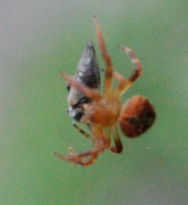 Araneidae